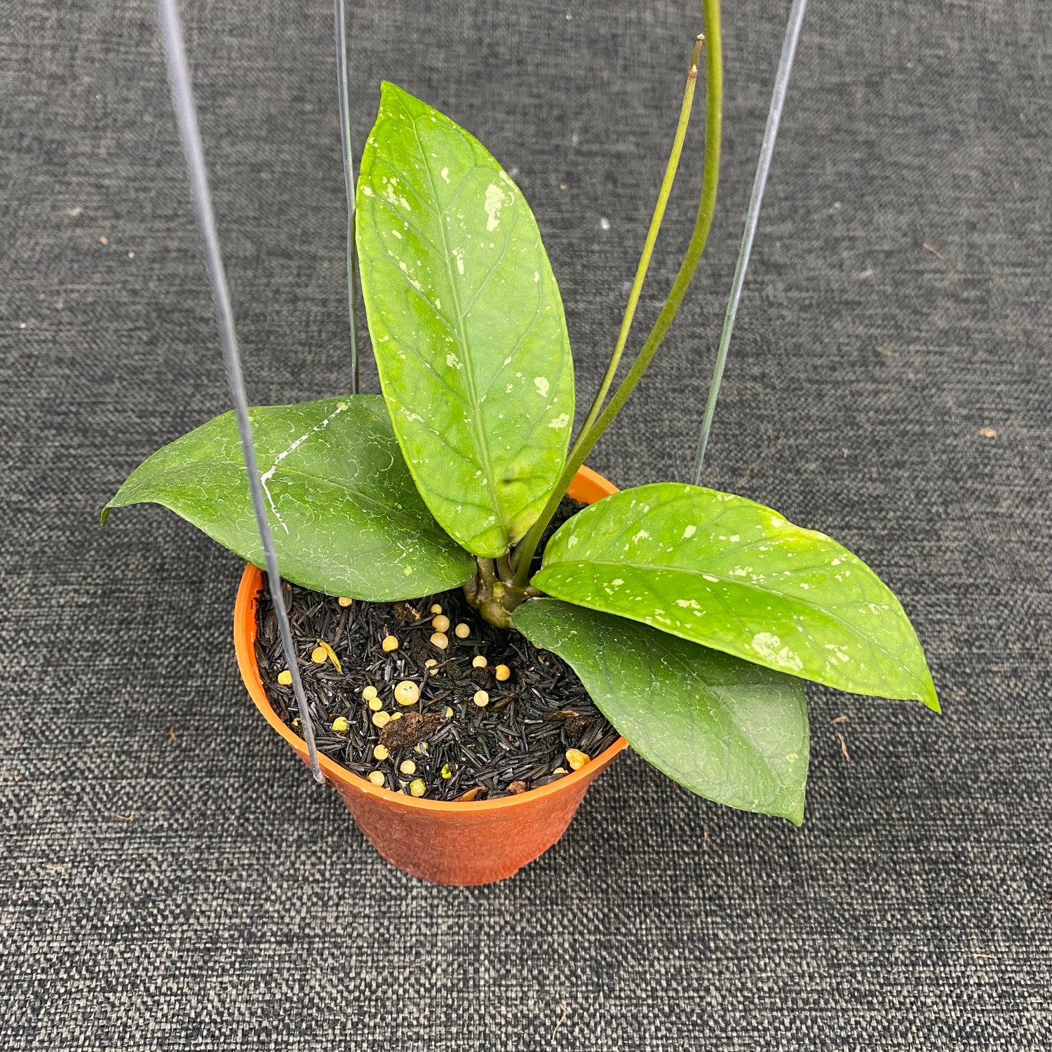 Hoya SP Aceh Dragon Heart