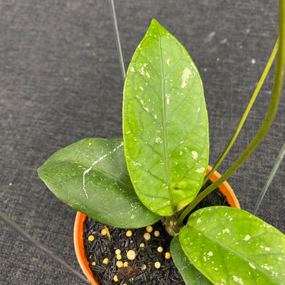 Hoya SP Aceh Dragon Heart