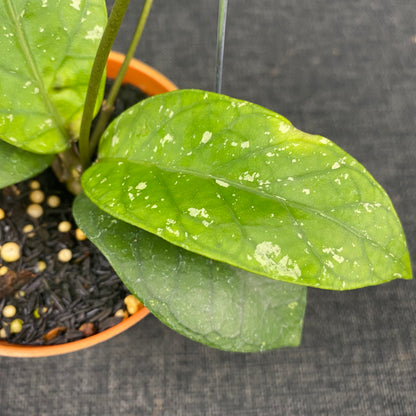 Hoya SP Aceh Dragon Heart