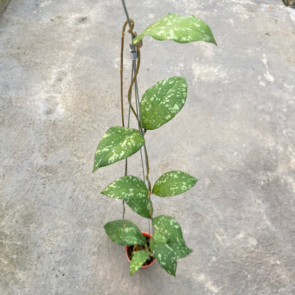 RP90-6 Hoya SP Aceh Forest Orb