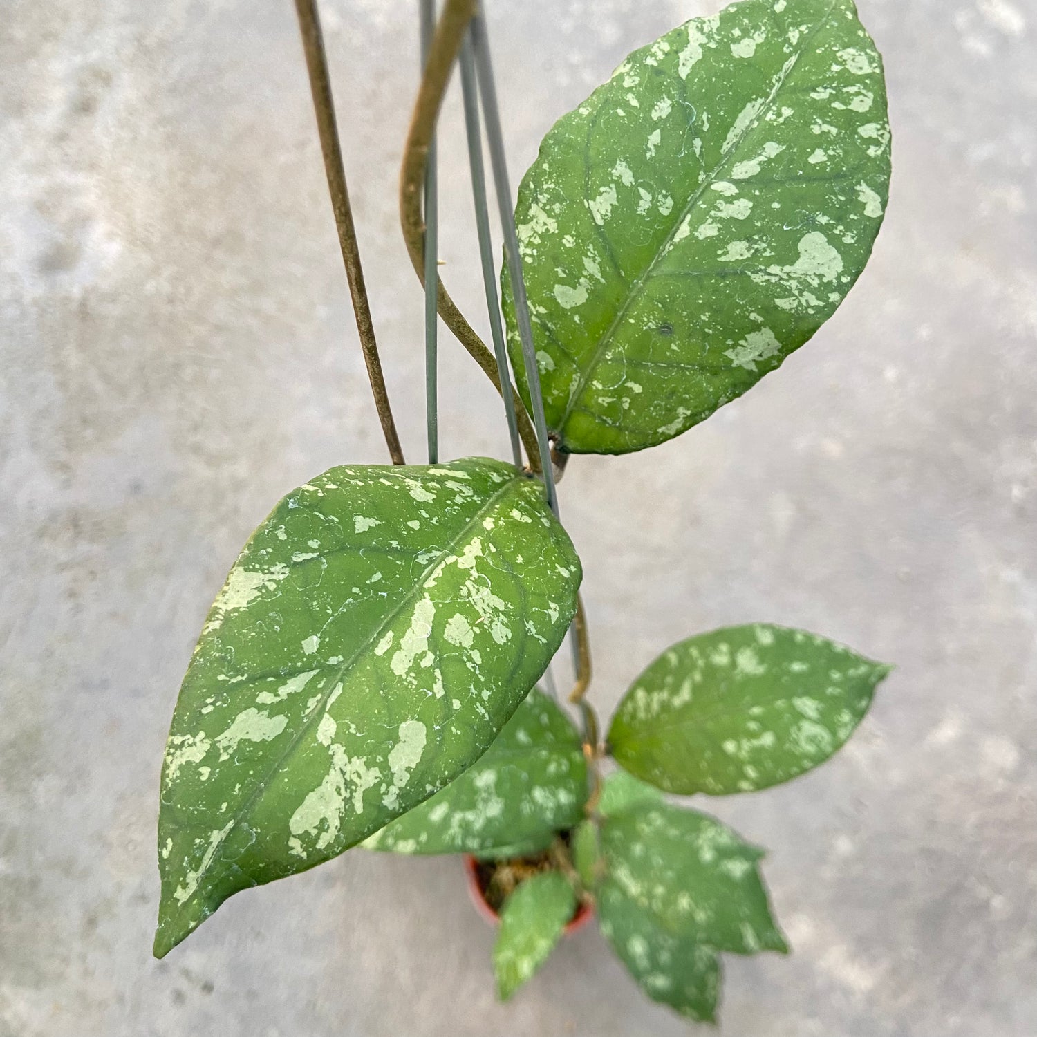 RP90-6 Hoya SP Aceh Forest Orb