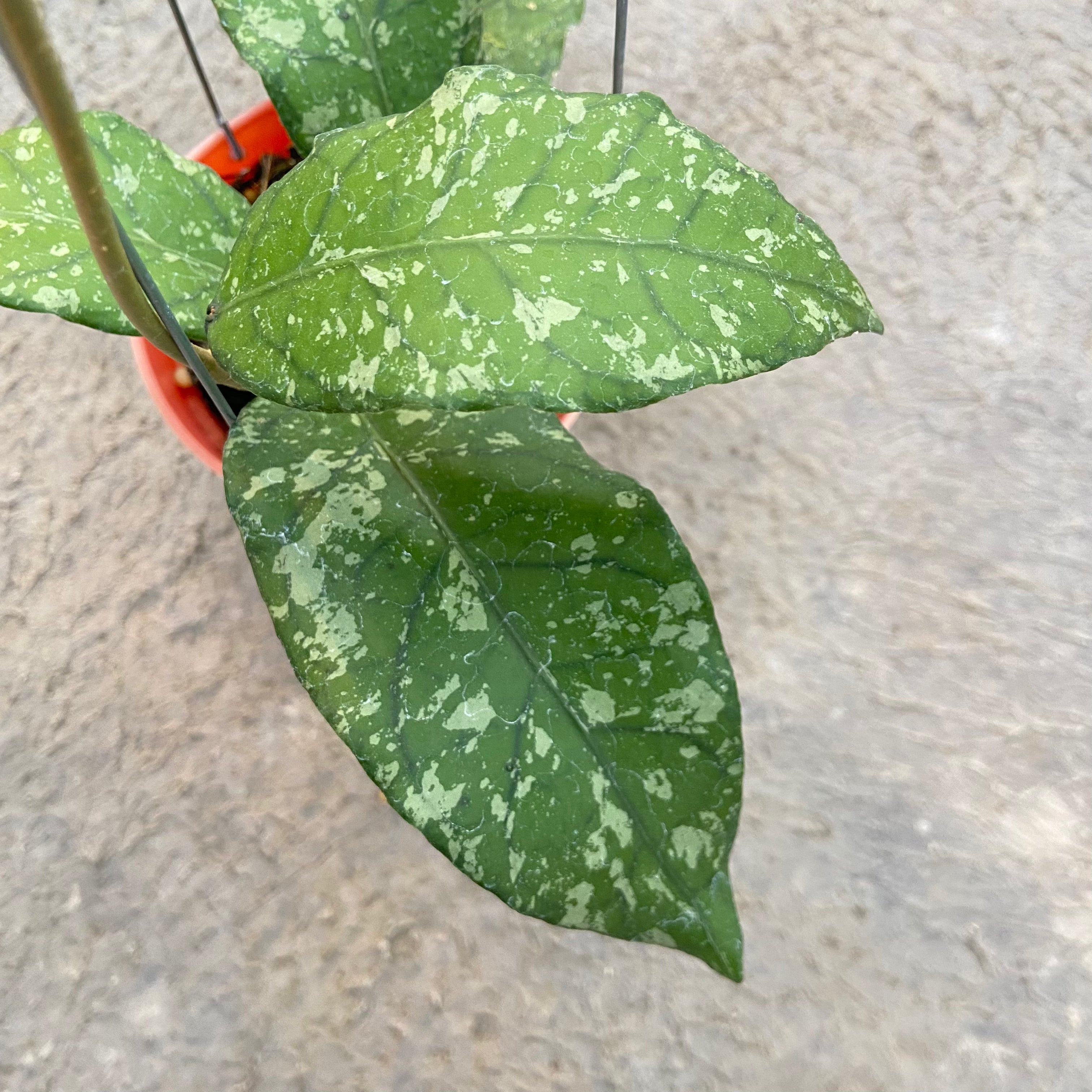 RP90-6 Hoya SP Aceh Forest Orb