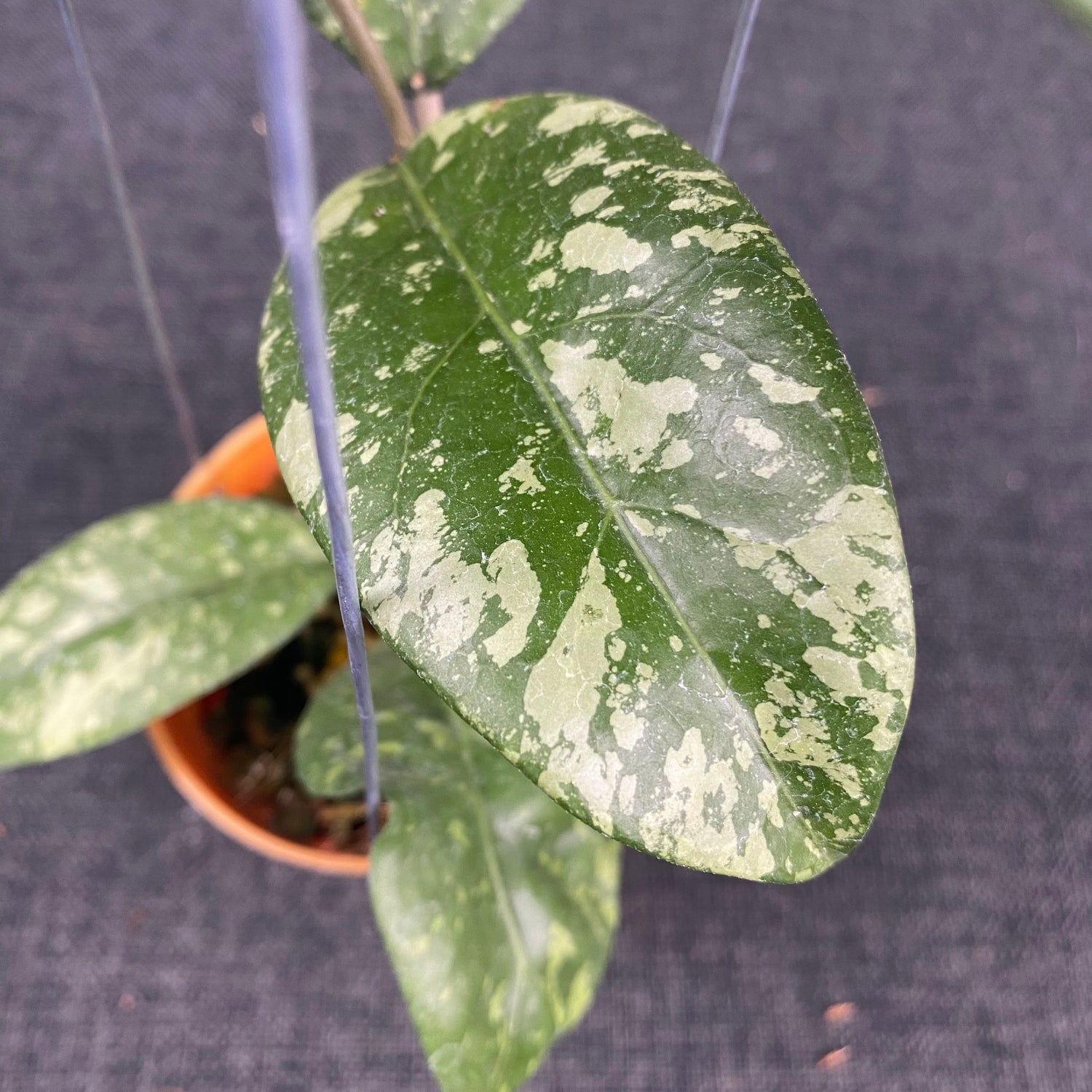 Hoya SP Aceh Gunung Kapi