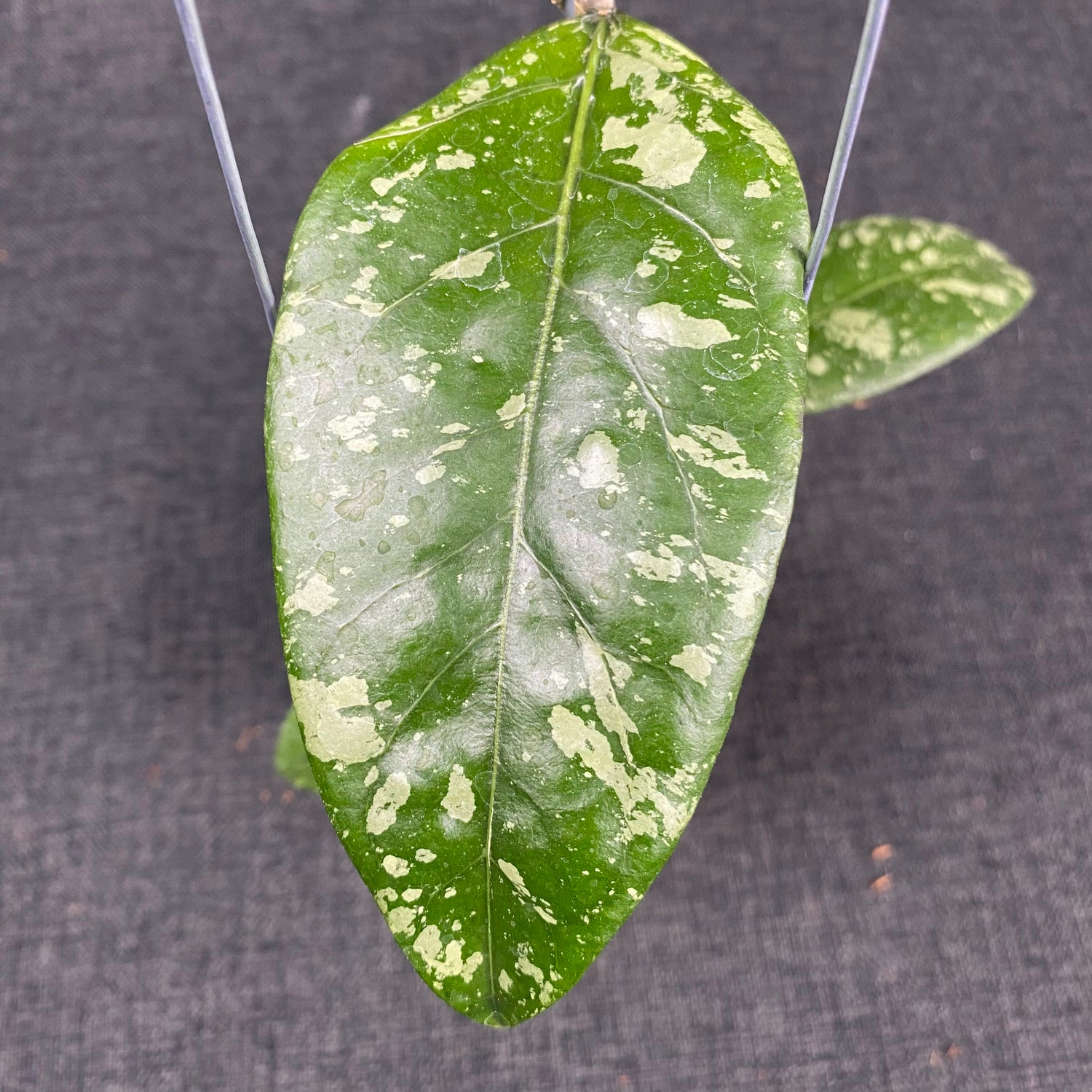 Hoya SP Aceh Gunung Kapi