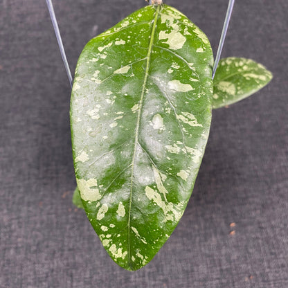 Hoya SP Aceh Gunung Kapi