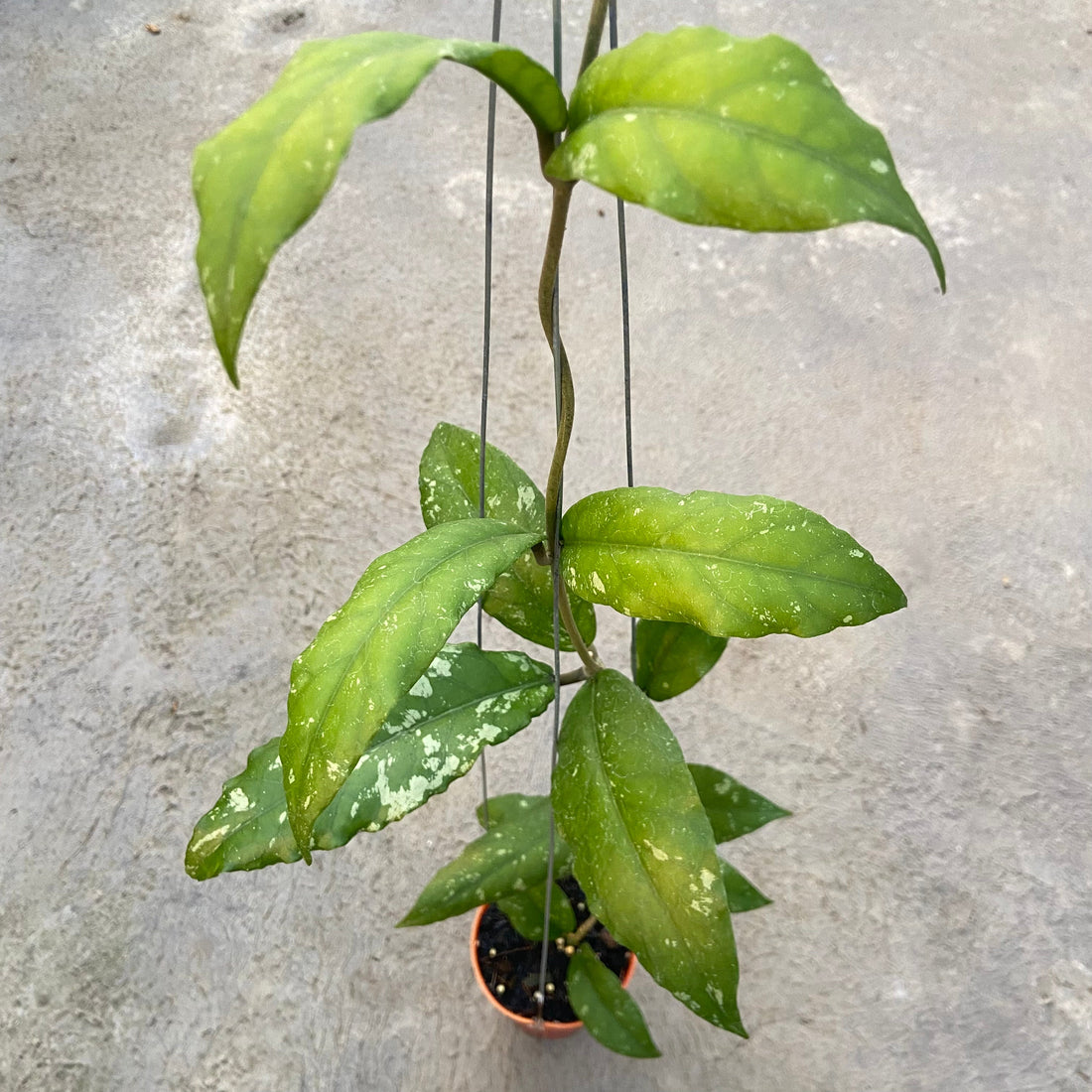 Hoya SP Aceh Dragon Curly - Greenspaces.id