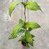Hoya SP Aceh Dragon Curly - Greenspaces.id