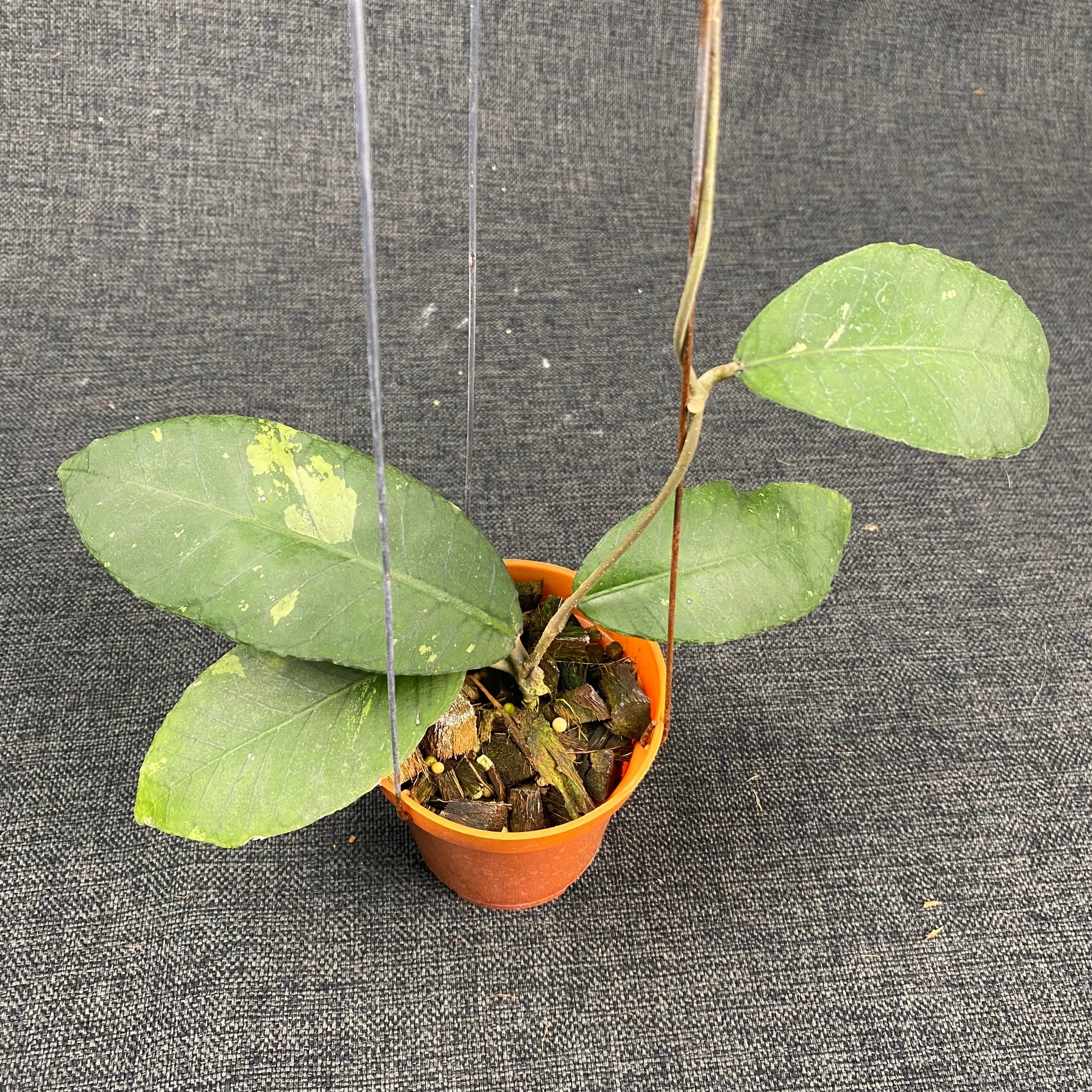 Hoya SP Aceh Jungle Queen - Greenspaces.id
