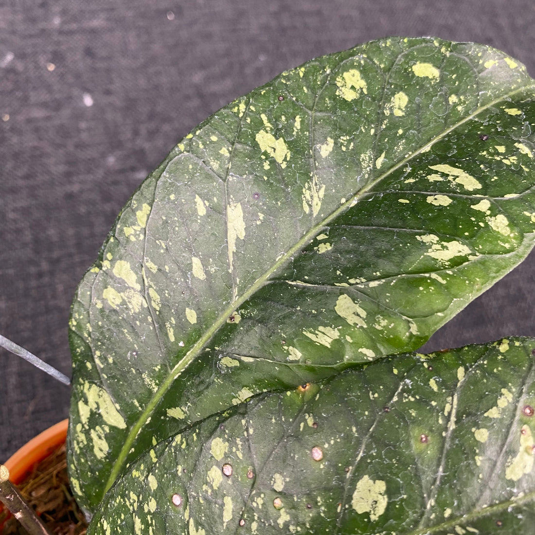 Hoya SP Aceh Malaking - Greenspaces.id