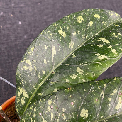 Hoya SP Aceh Malaking