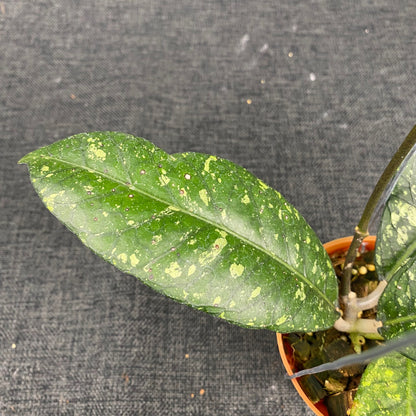 Hoya SP Aceh Malaking
