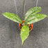 Hoya SP Aceh Malaking - Greenspaces.id