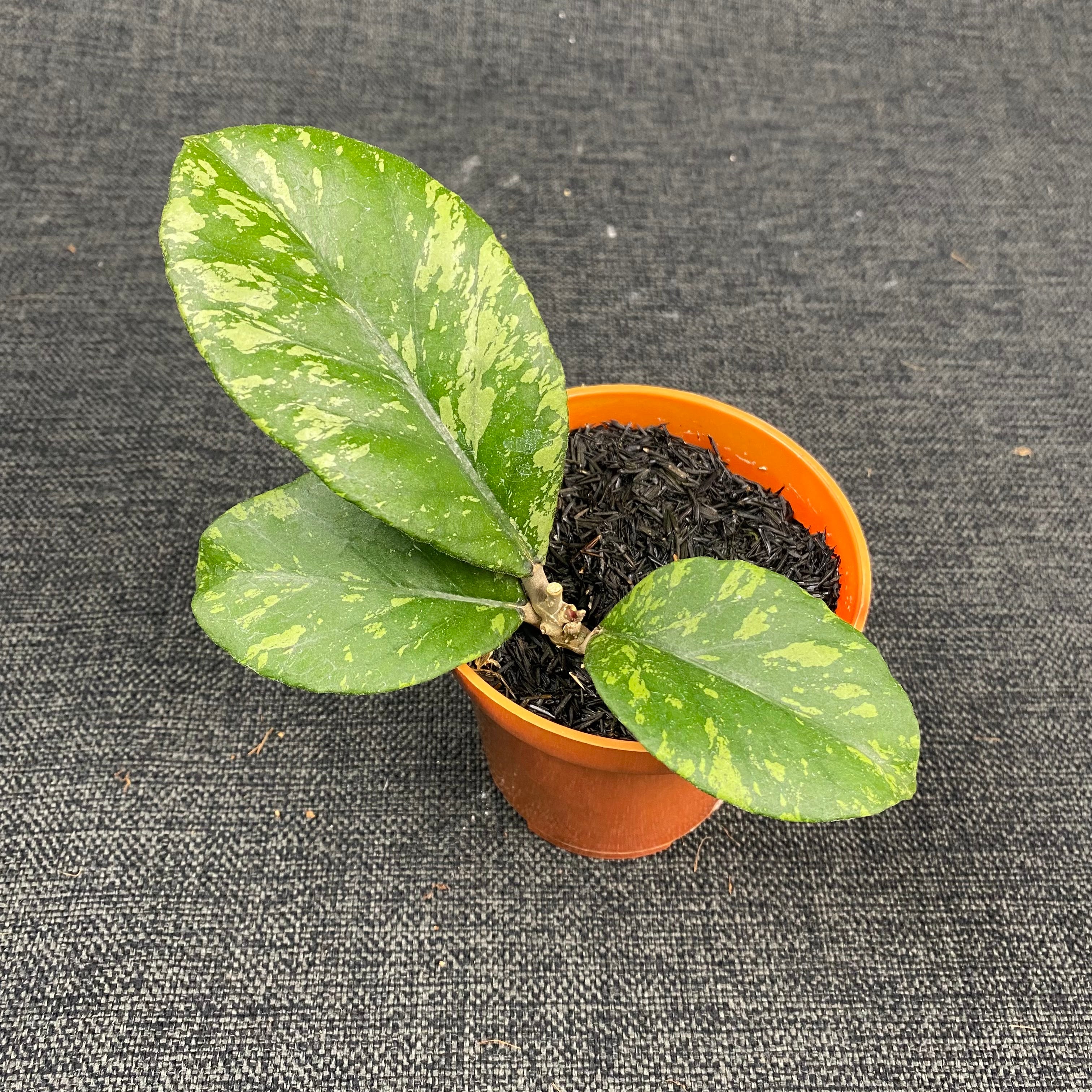 Hoya SP Aceh Manohara High Splash