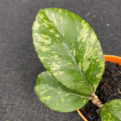 Hoya SP Aceh Manohara High Splash