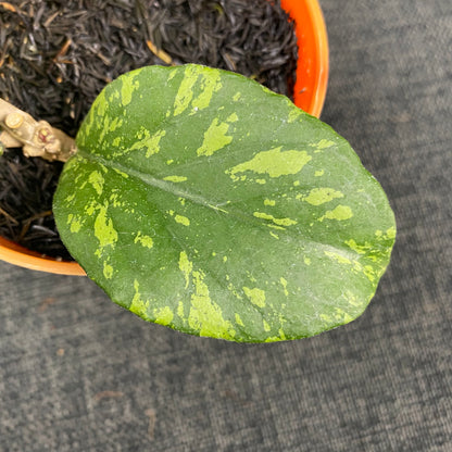 Hoya SP Aceh Manohara High Splash