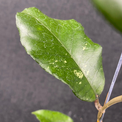 Hoya SP Aceh Minmi