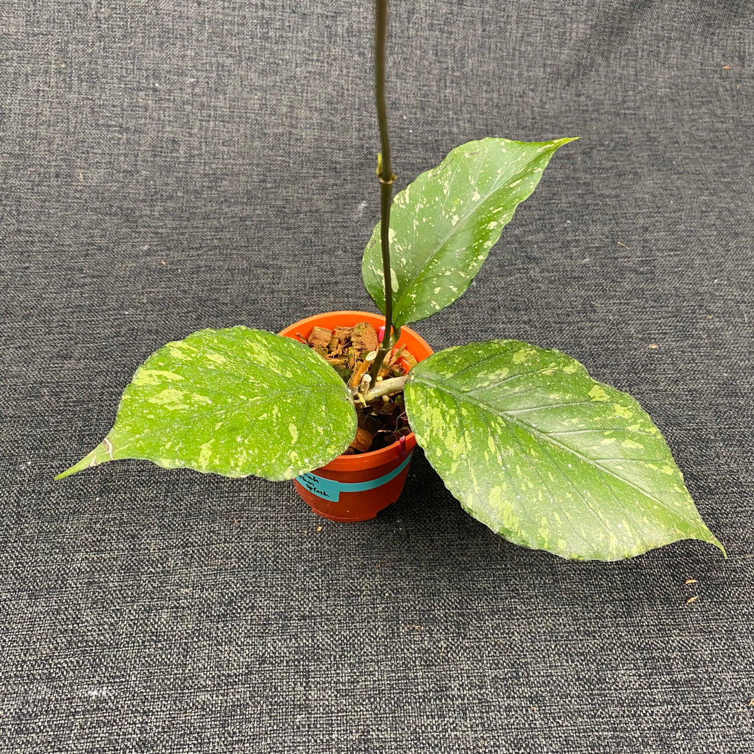 Hoya SP Aceh Pumpkin Splash