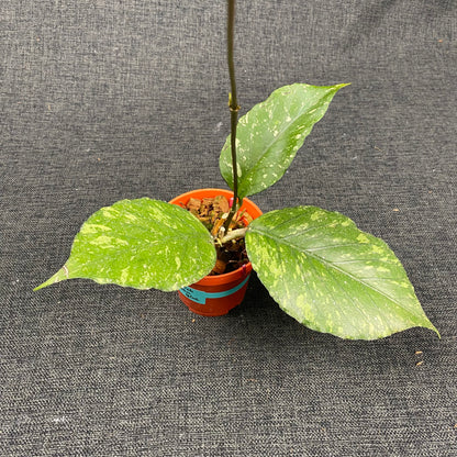 Hoya SP Aceh Pumpkin Splash