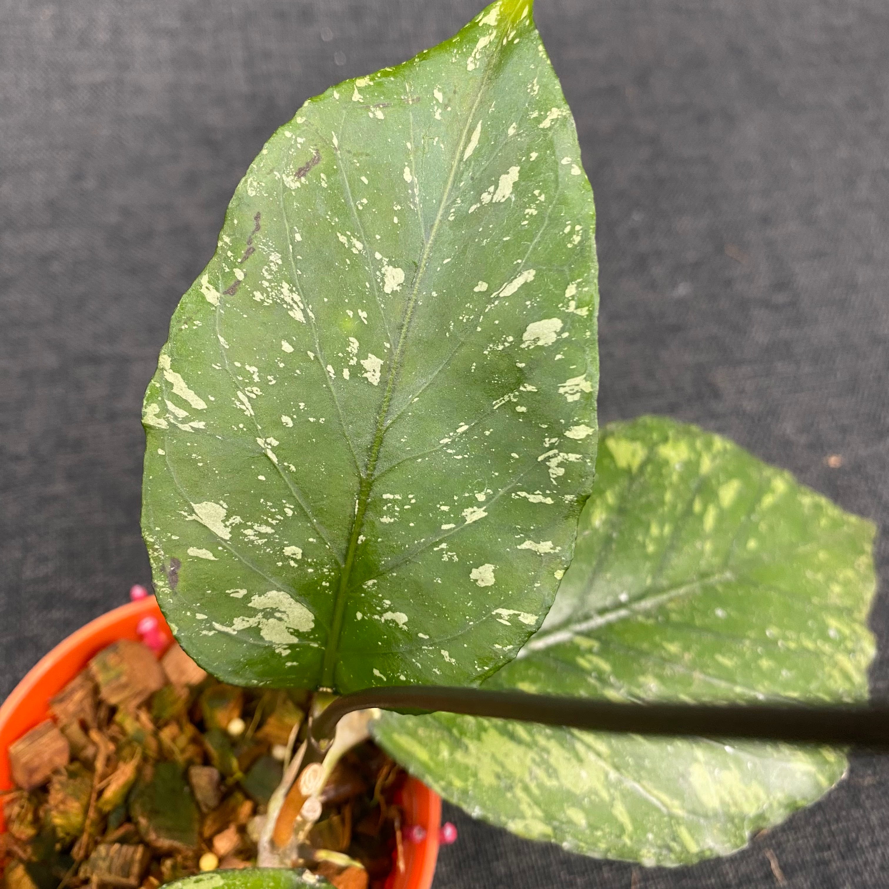 Hoya SP Aceh Pumpkin Splash