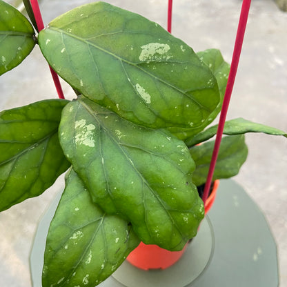 RP92-6 Hoya SP Aceh Takengon
