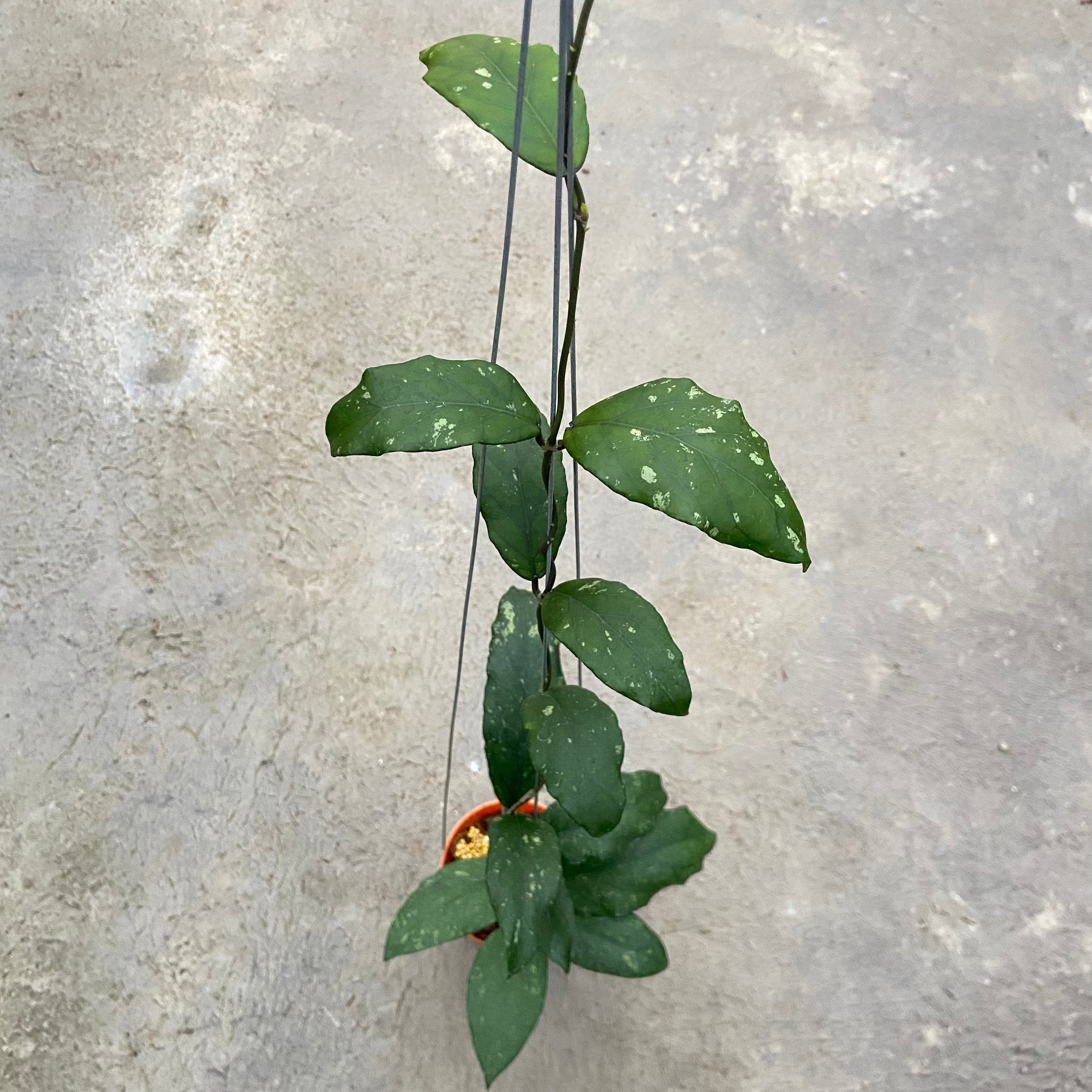 RP95-6 Hoya SP Aceh Takengon