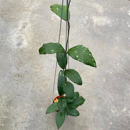 RP95-6 Hoya SP Aceh Takengon