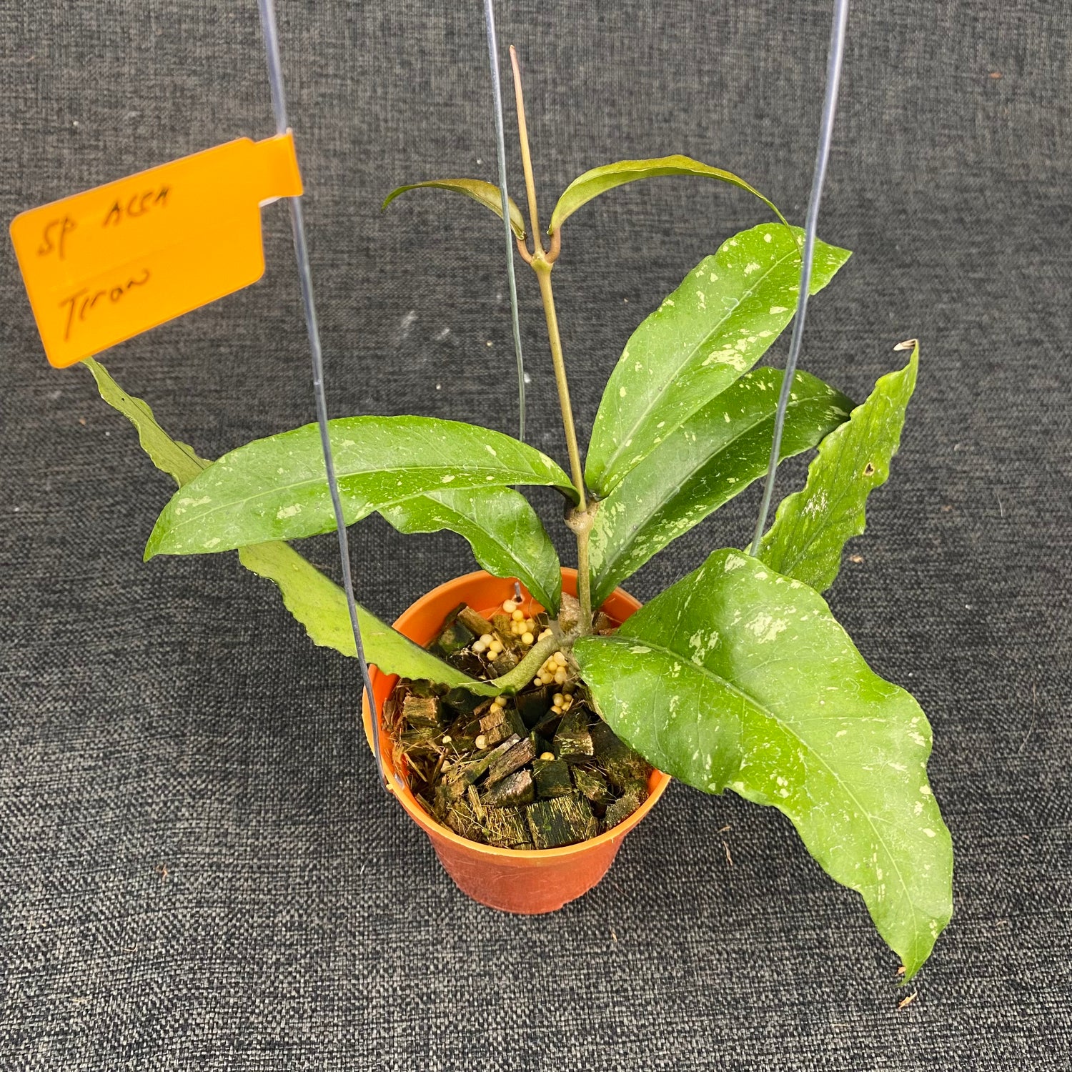 Hoya SP Aceh Tyran