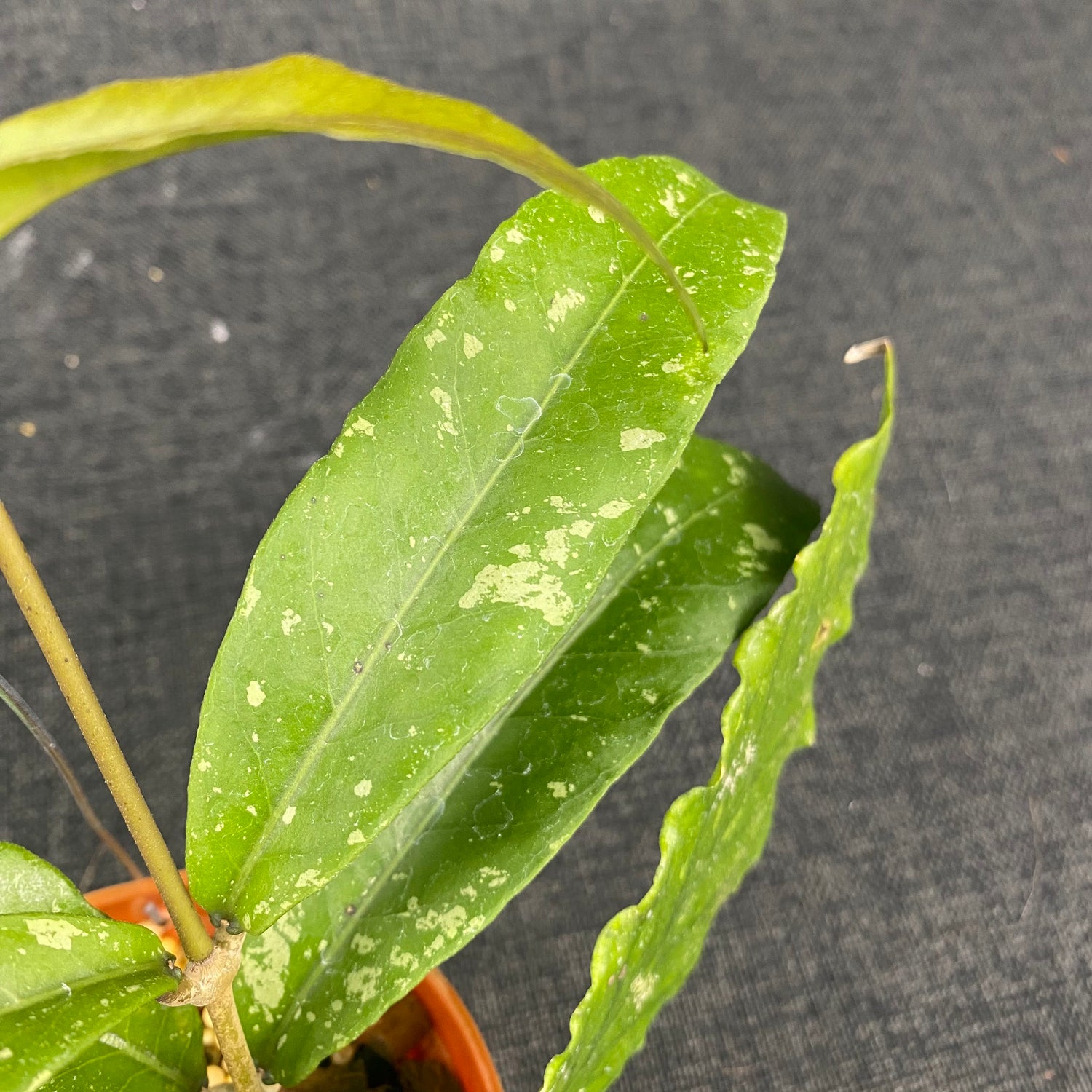 Hoya SP Aceh Tyran