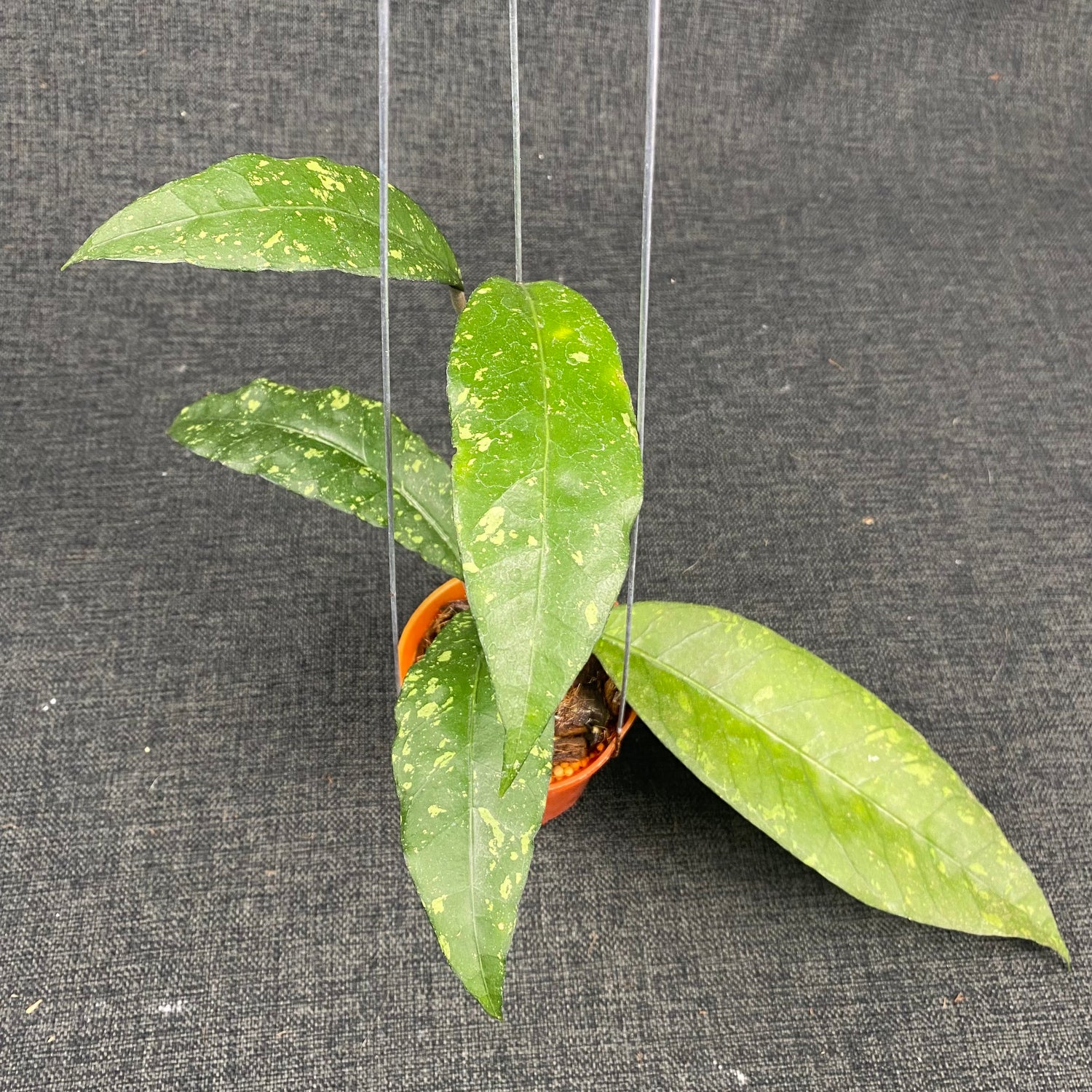 Hoya SP Aceh Ume Panu