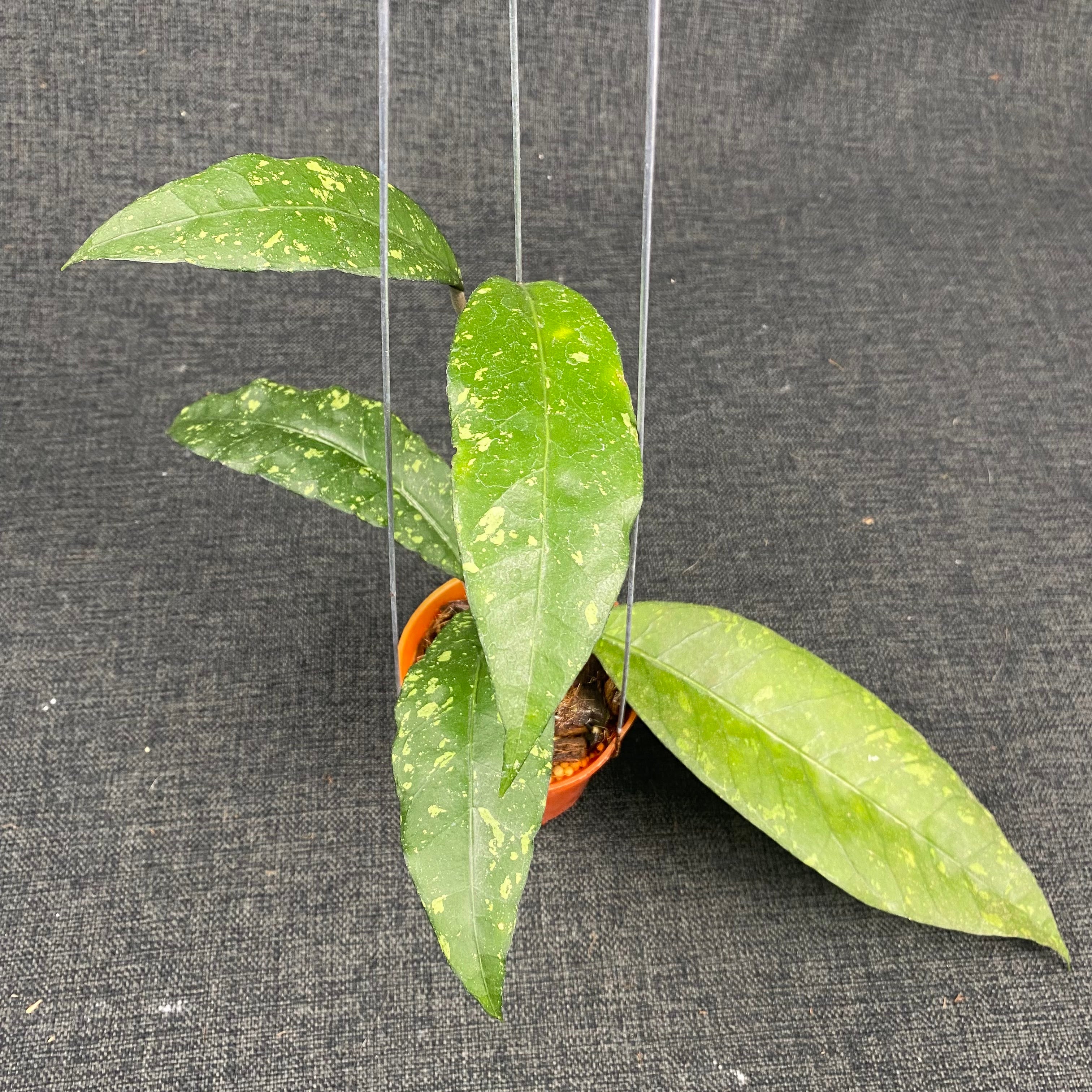 Hoya SP Aceh Ume Panu
