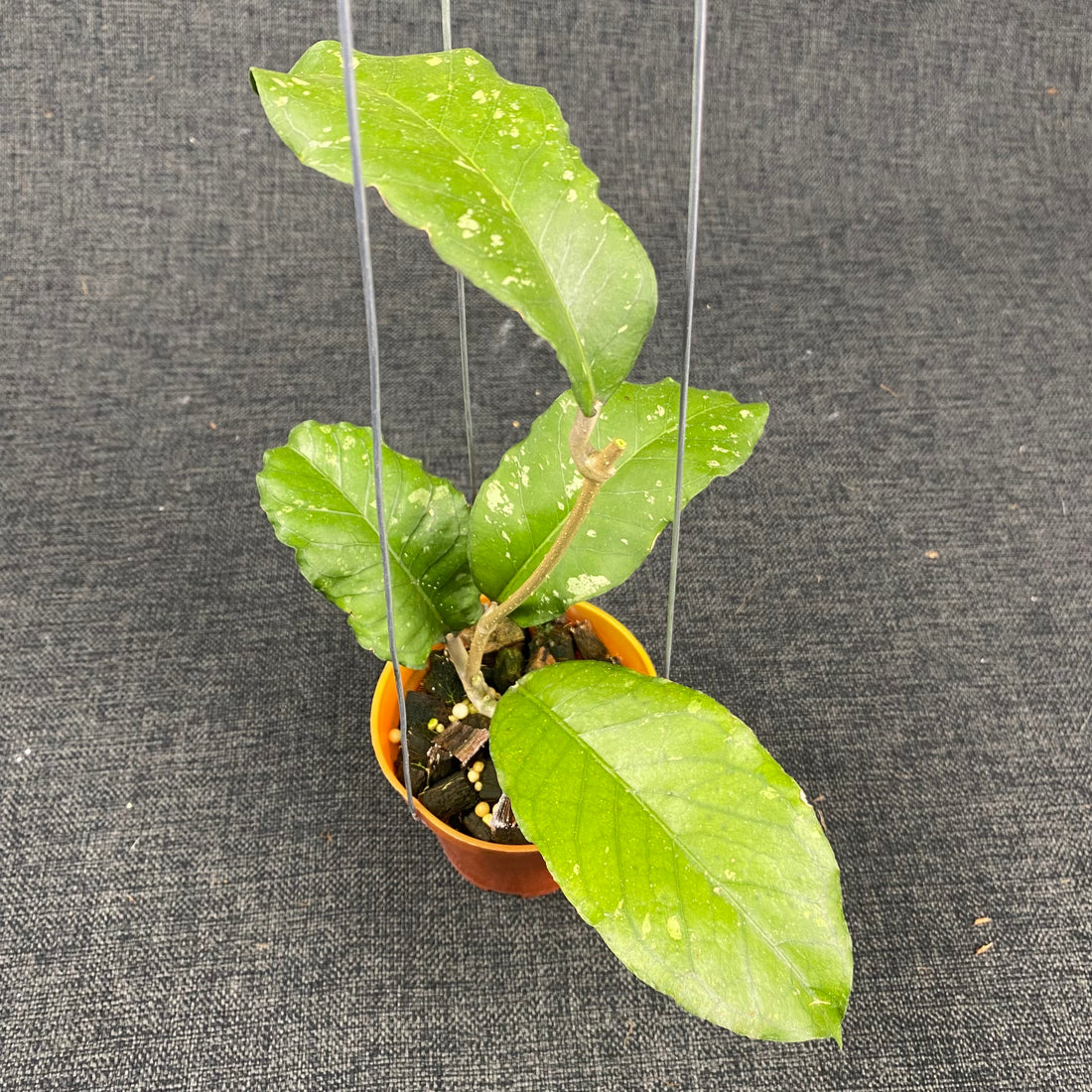Hoya SP Aceh X-10