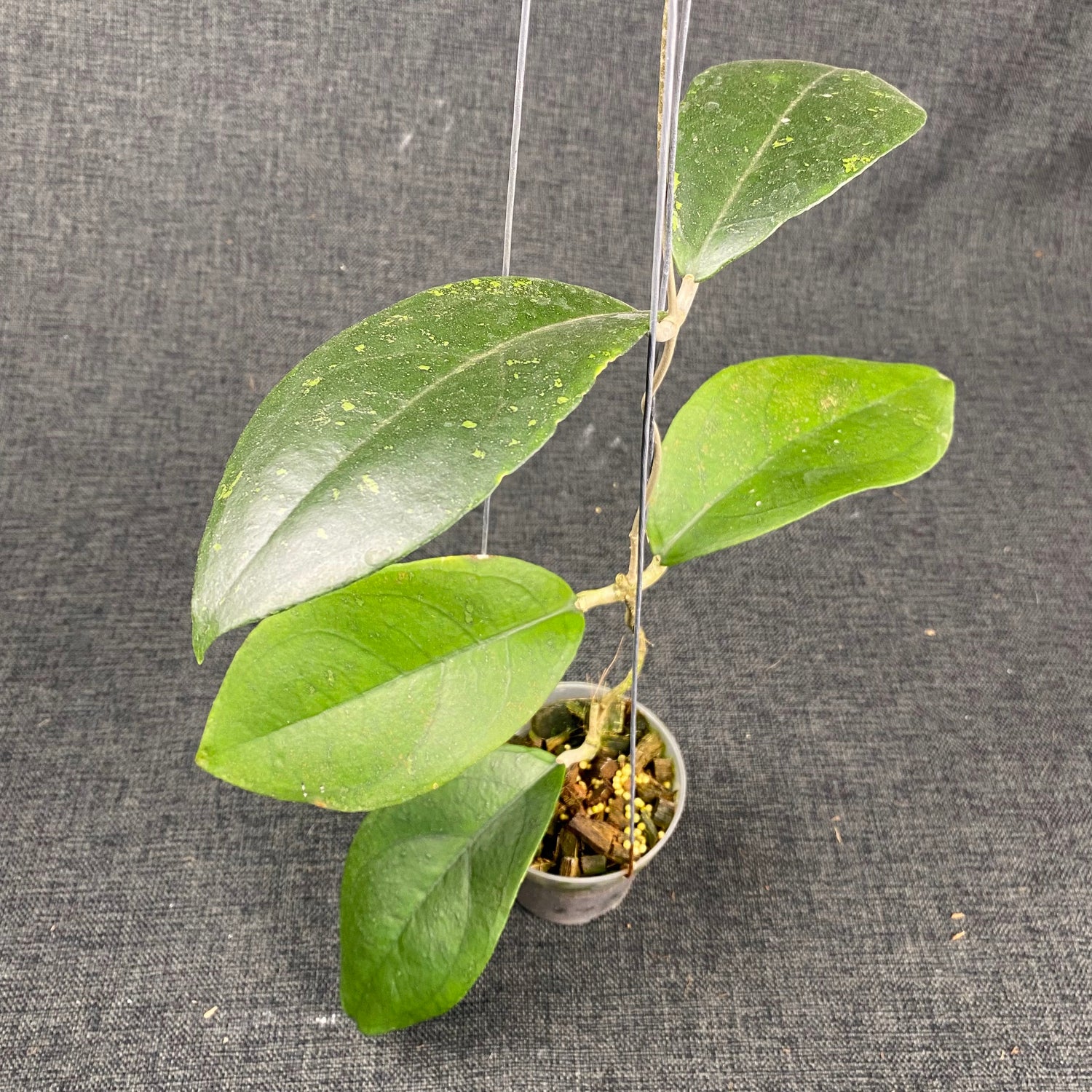Hoya SP Cikidang