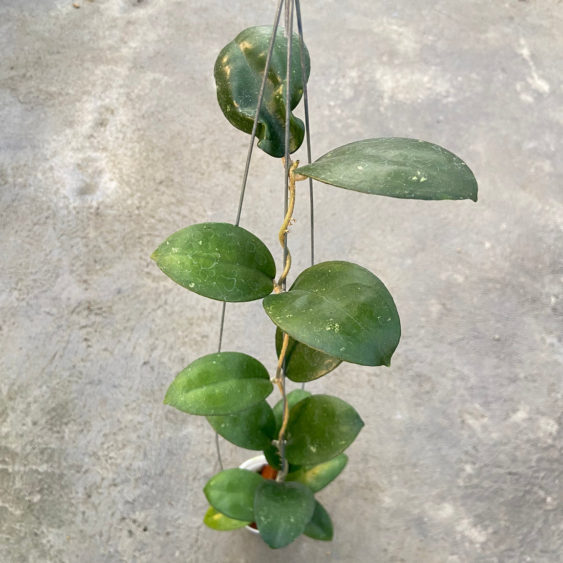Hoya SP Sukabumi Turtle - Greenspaces.id