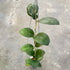 Hoya SP Sukabumi Turtle - Greenspaces.id