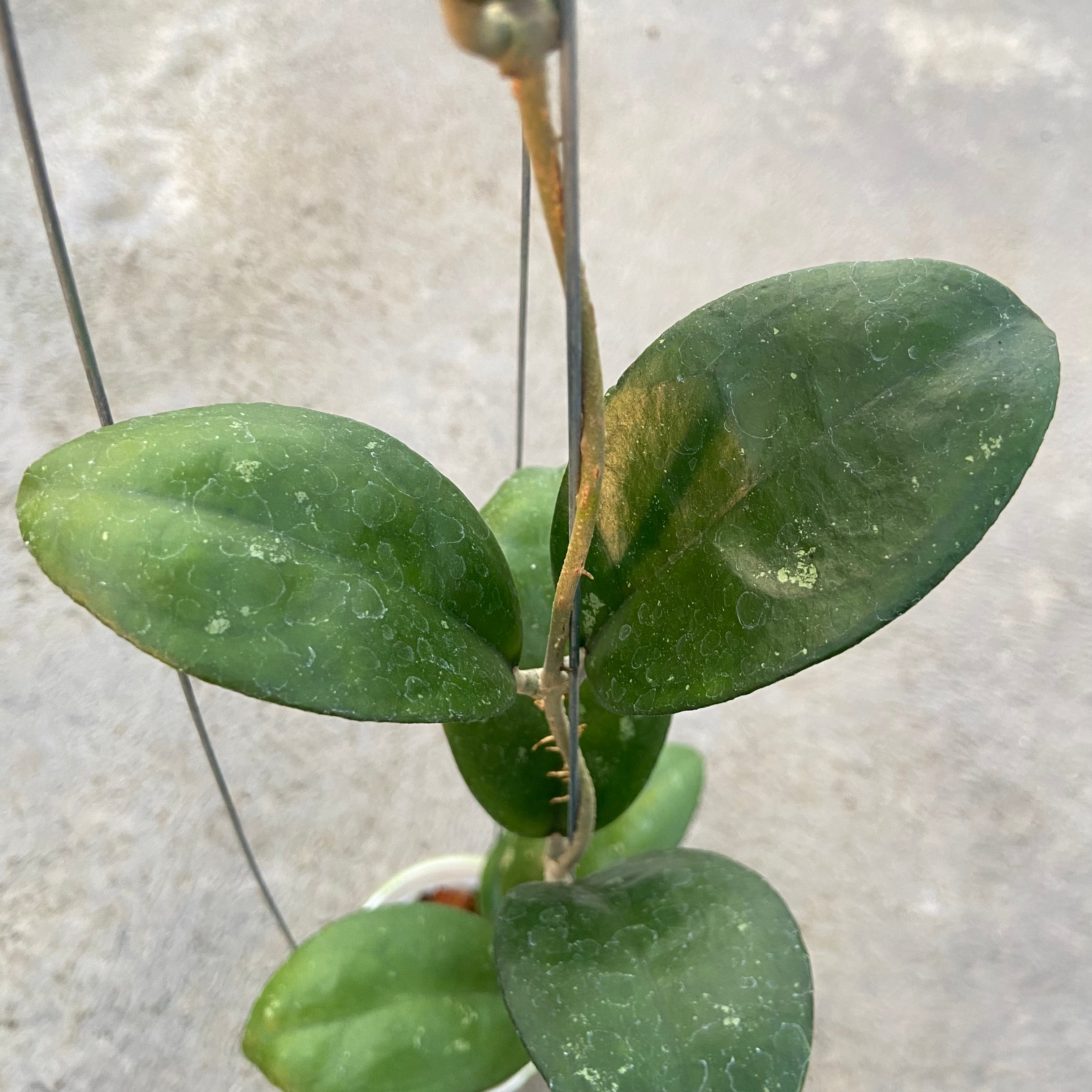 RP93-6 Hoya SP Sukabumi Turtle