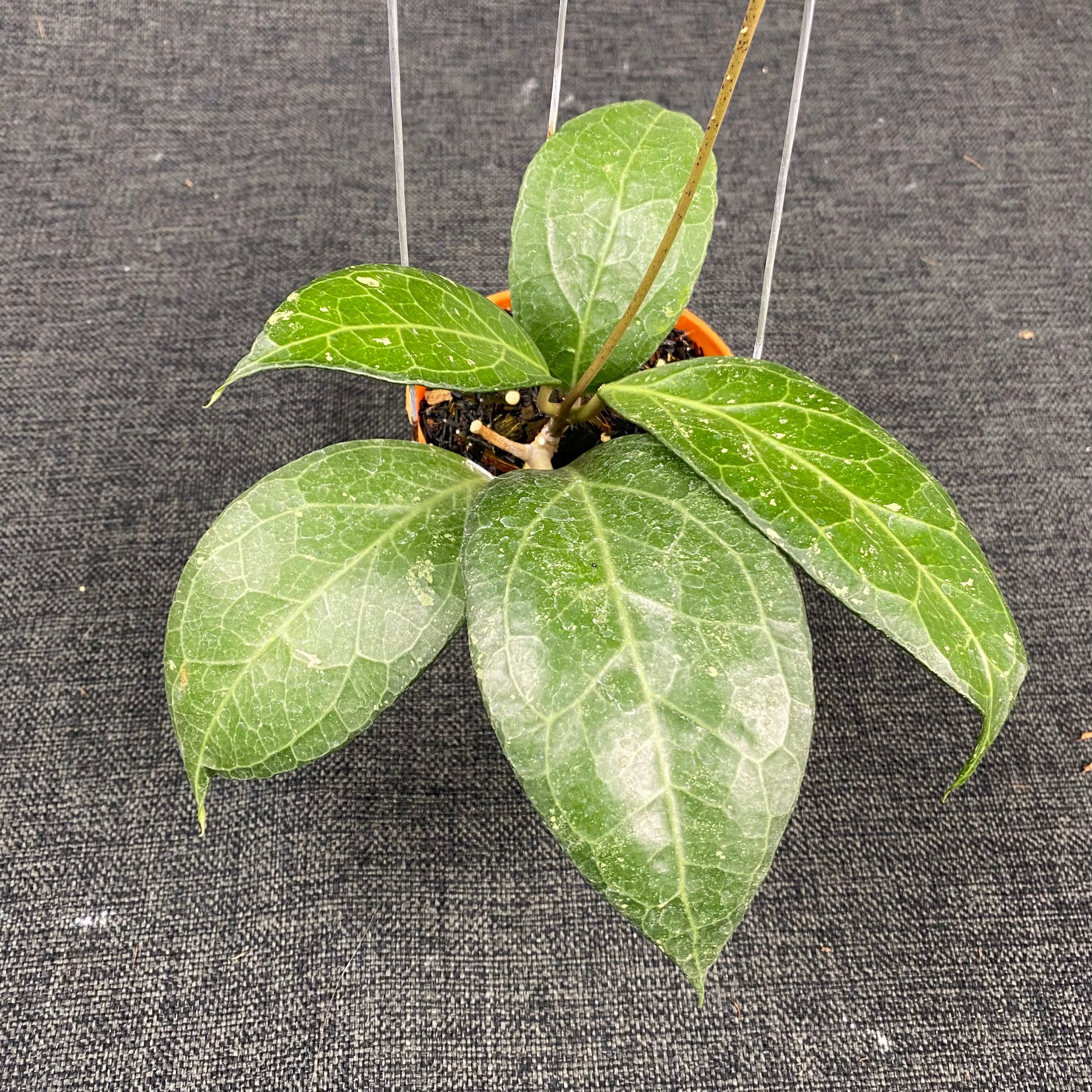 Hoya SP Tanggamus Wayang