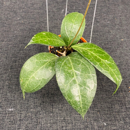 Hoya SP Tanggamus Wayang