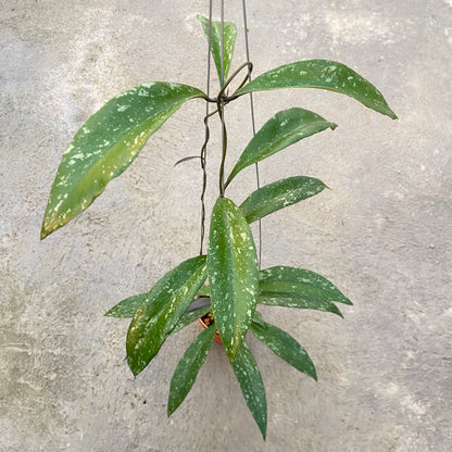 RP94-6 Hoya Sulawesiana x Clemensiorum Splash