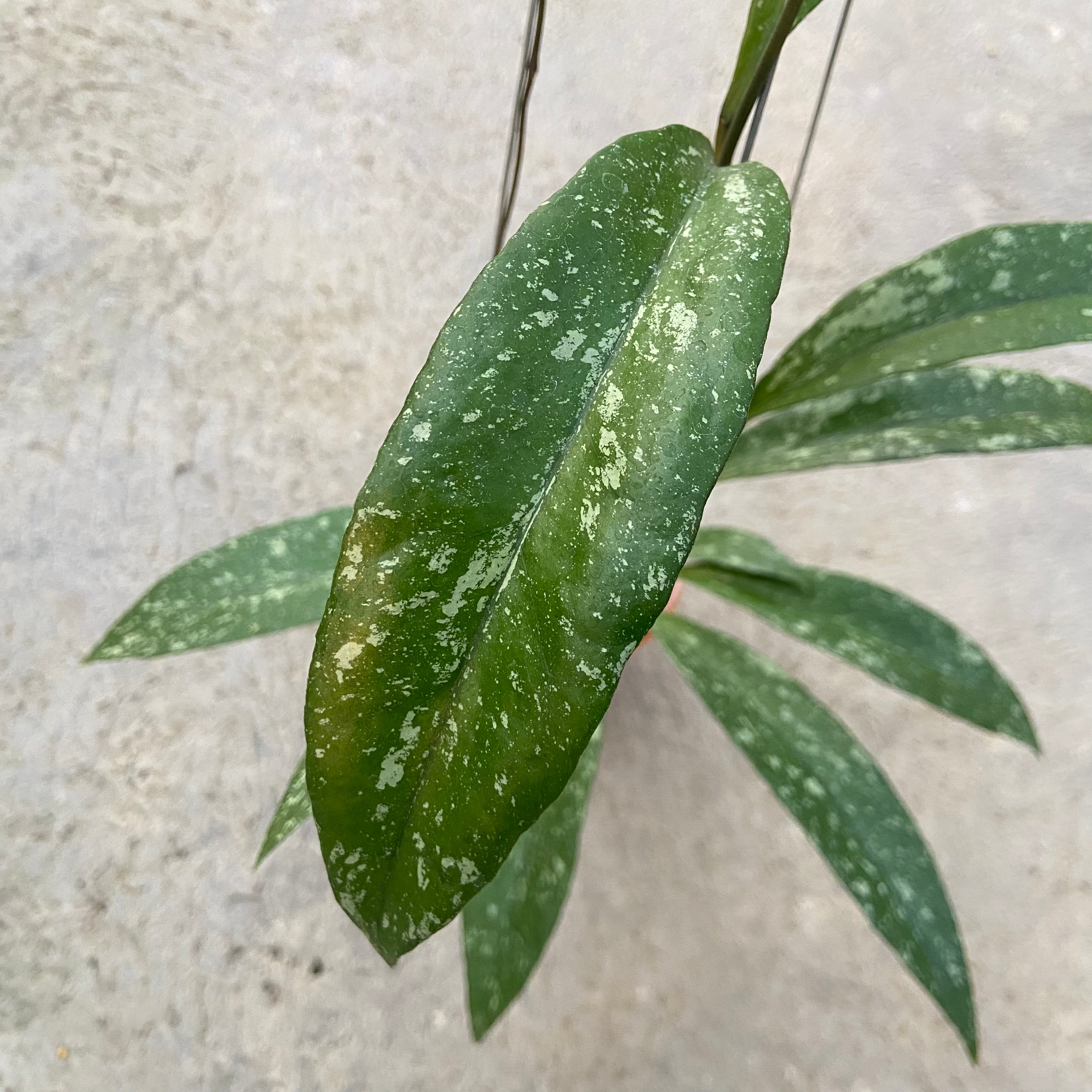 RP94-6 Hoya Sulawesiana x Clemensiorum Splash