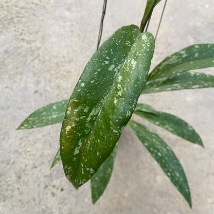 RP94-6 Hoya Sulawesiana x Clemensiorum Splash