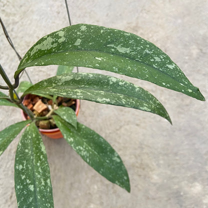 RP94-6 Hoya Sulawesiana x Clemensiorum Splash