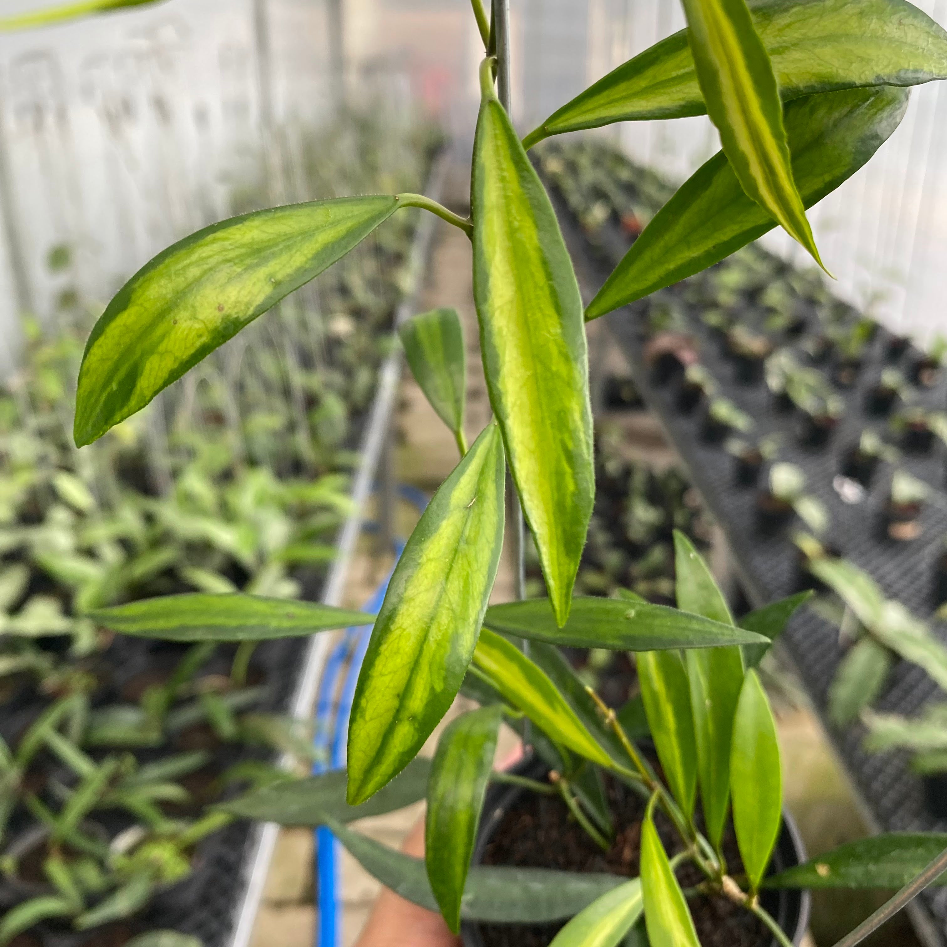 RP57-6 Hoya Tsangii Inner Variegated
