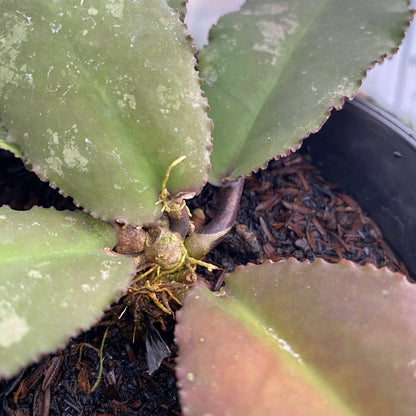 RP45-6 Hoya Undulata Red