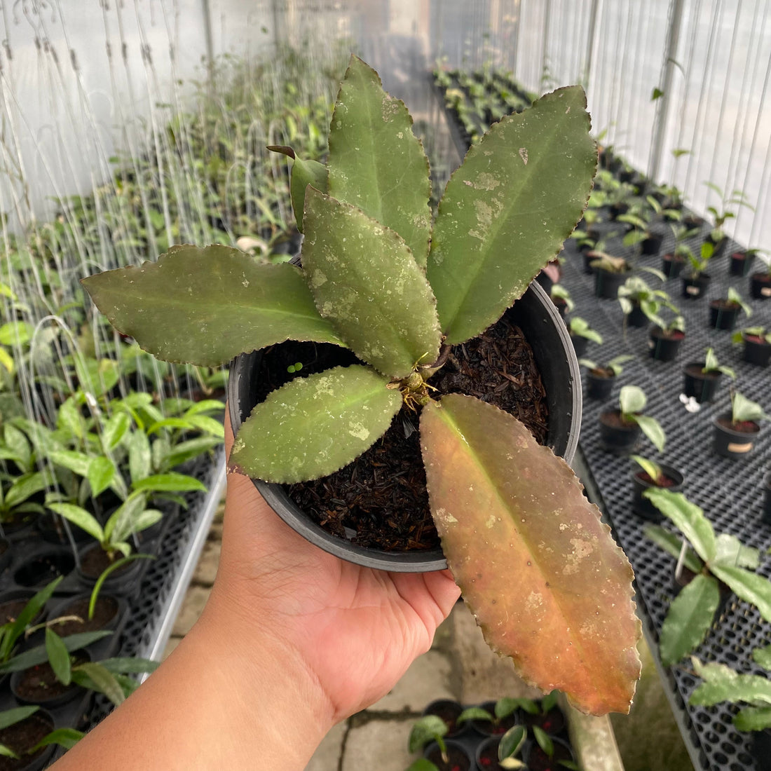 RP45-6 Hoya Undulata Red