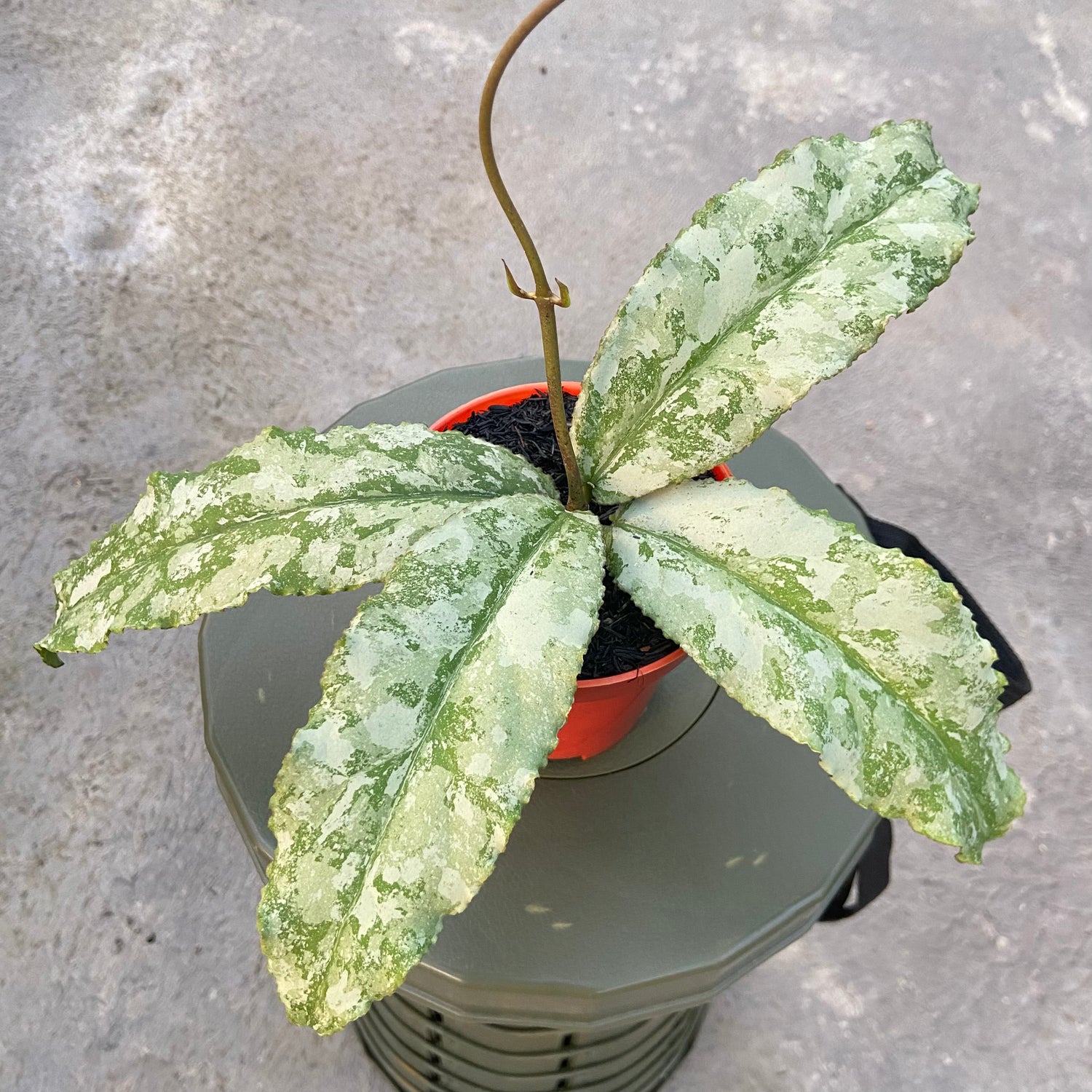RP61-6 Hoya Undulata Silver