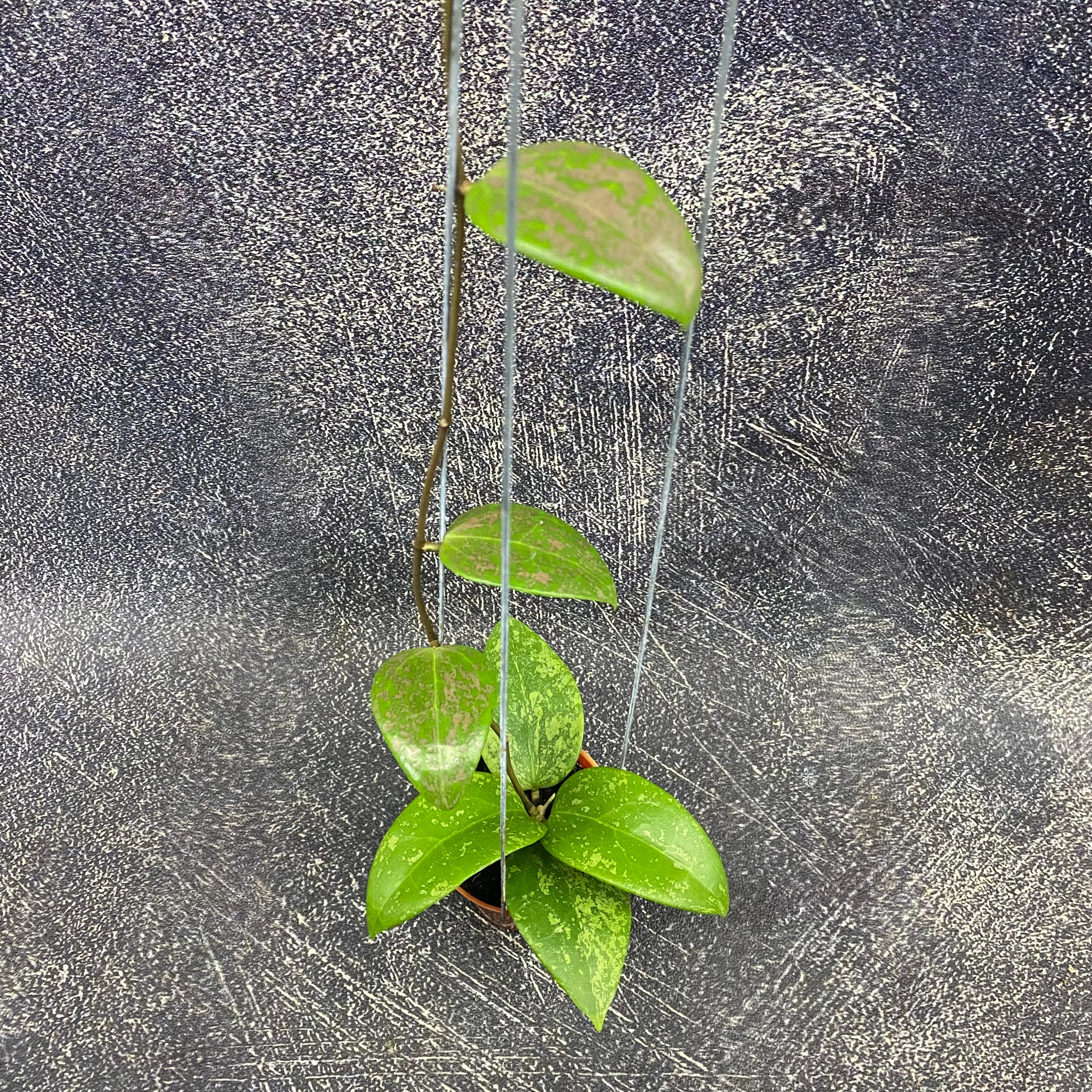 Hoya Verticillata Purple Aurora