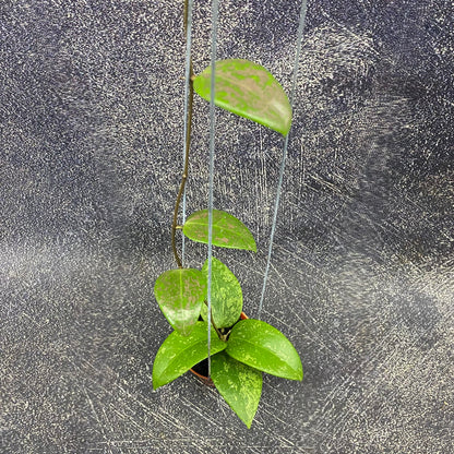 Hoya Verticillata Purple Aurora