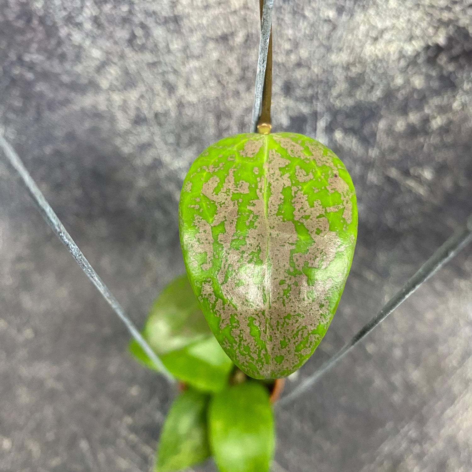 Hoya Verticillata Purple Aurora