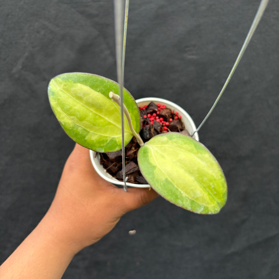 Hoya Cinnamomifolia (Inner Variegated)