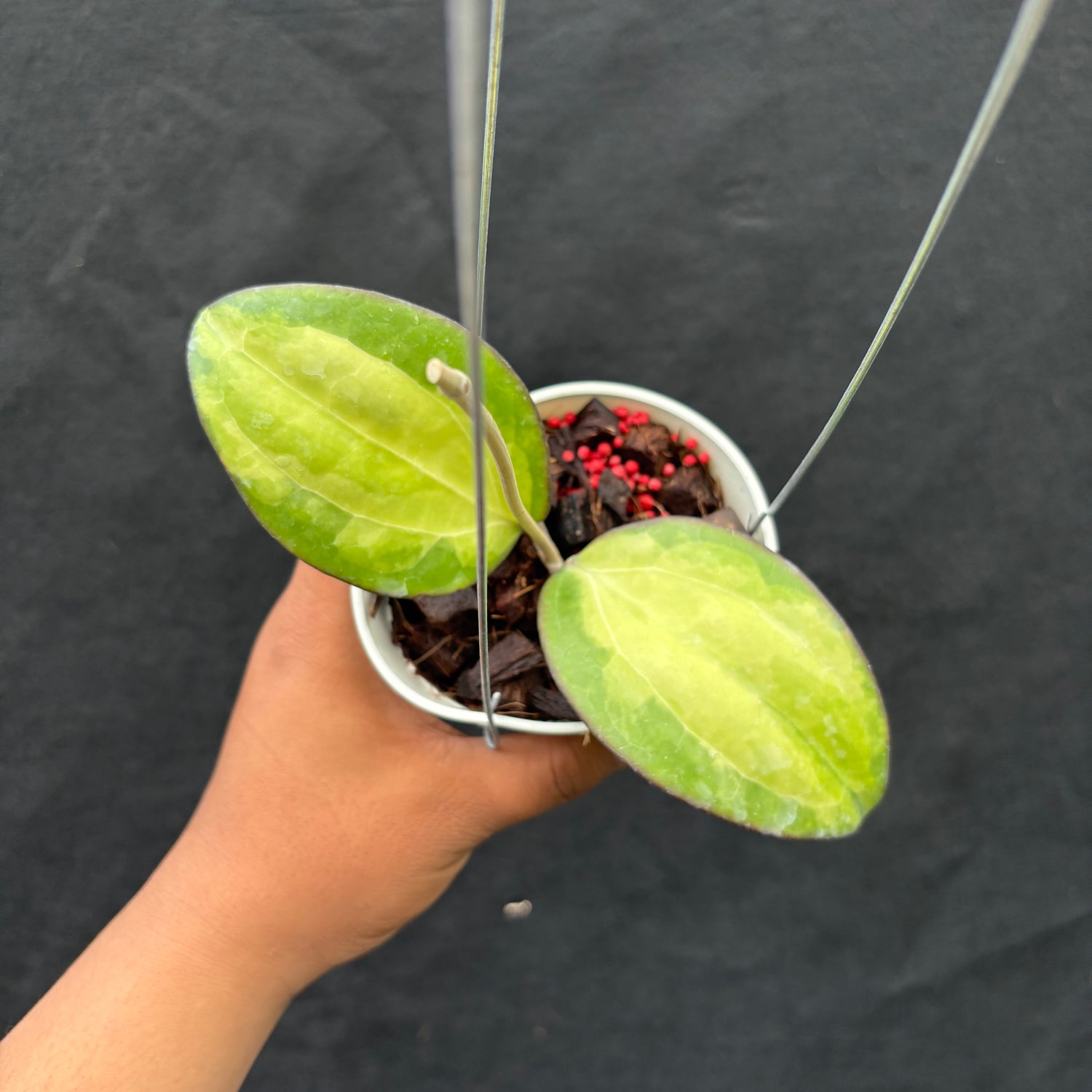 Hoya Cinnamomifolia (Inner Variegated)